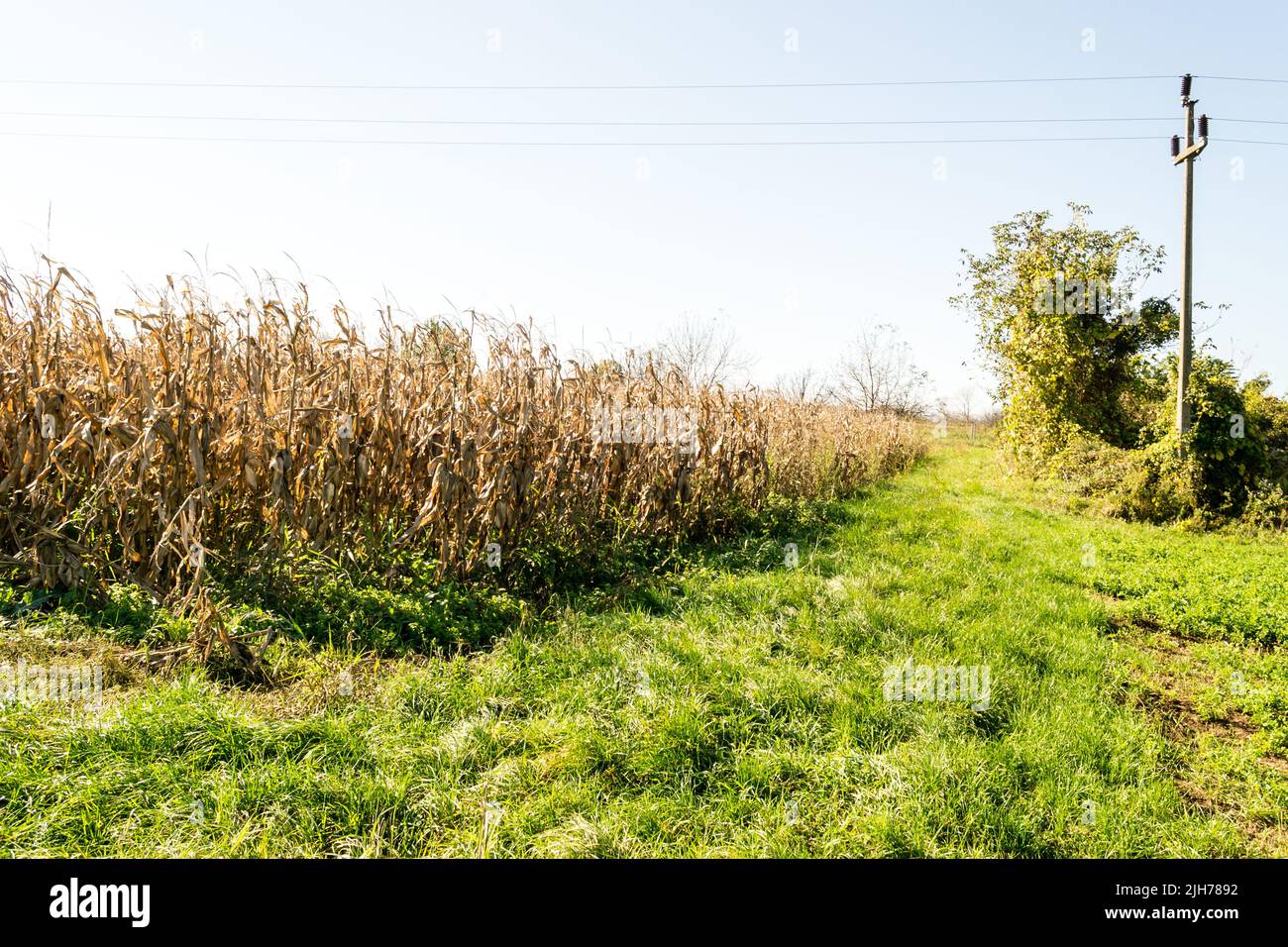 Champs de maïs séché mûr pour la cueillette à l'automne. Banque D'Images