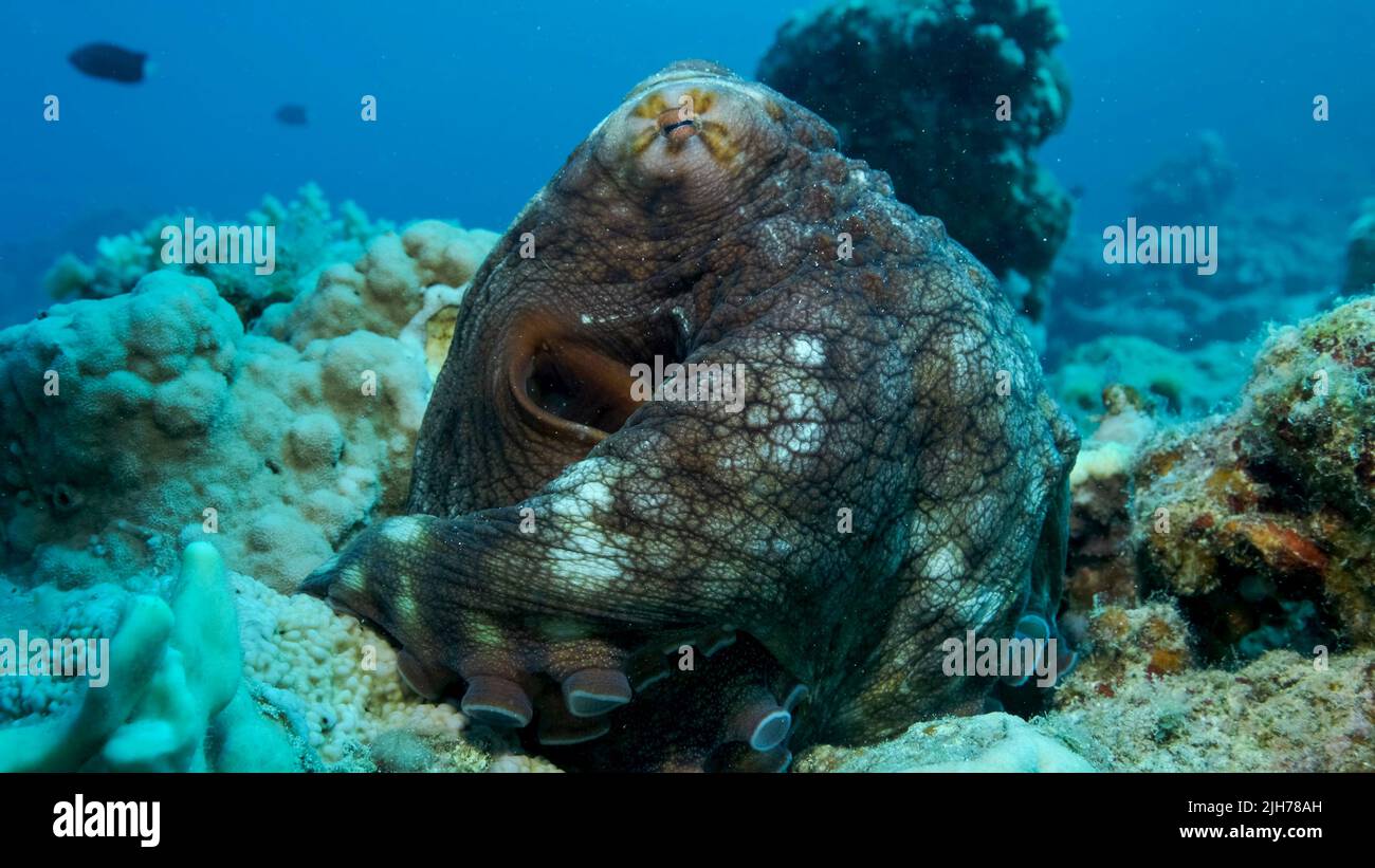 Portrait du grand poulpe rouge se trouve sur le récif de corail. Récif commun Octopus (Octopus cyanoea), gros plan. Mer rouge, Égypte Banque D'Images