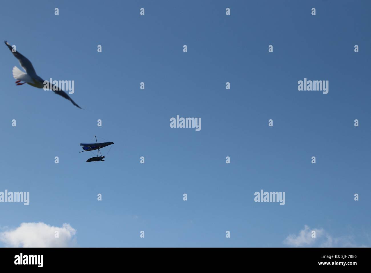 Accrochez le planeur en vol avec des mouettes Banque D'Images Accrochez le planeur en vol avec des mouettes Banque D'Images