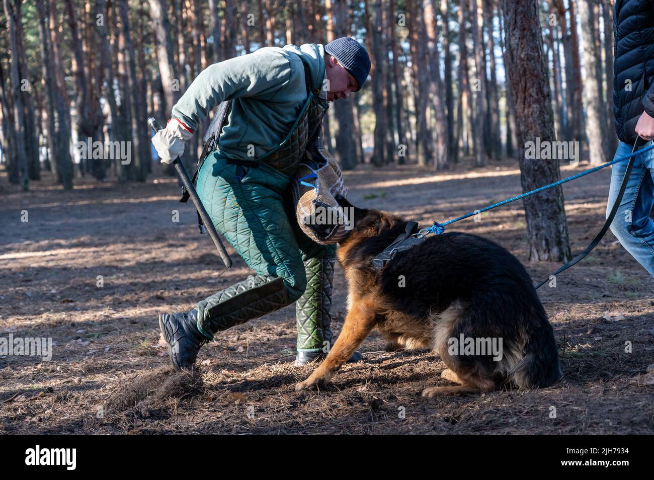 Le Berger allemand tient le manchon de morsure dans sa bouche. Un homme