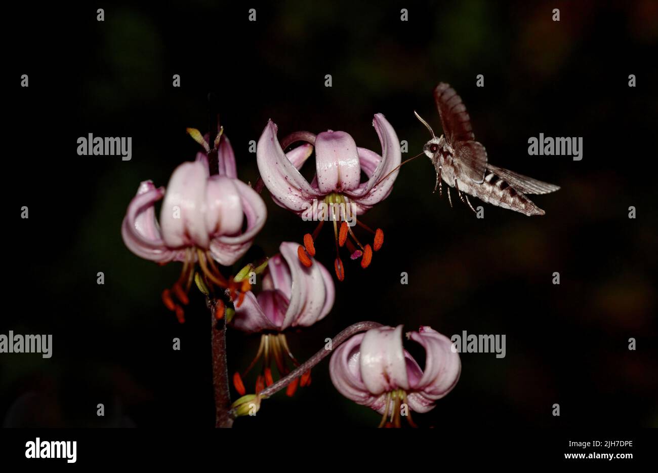 Pyrale de faucon de pin volant et recherchant le nectar dans une nuit Banque D'Images