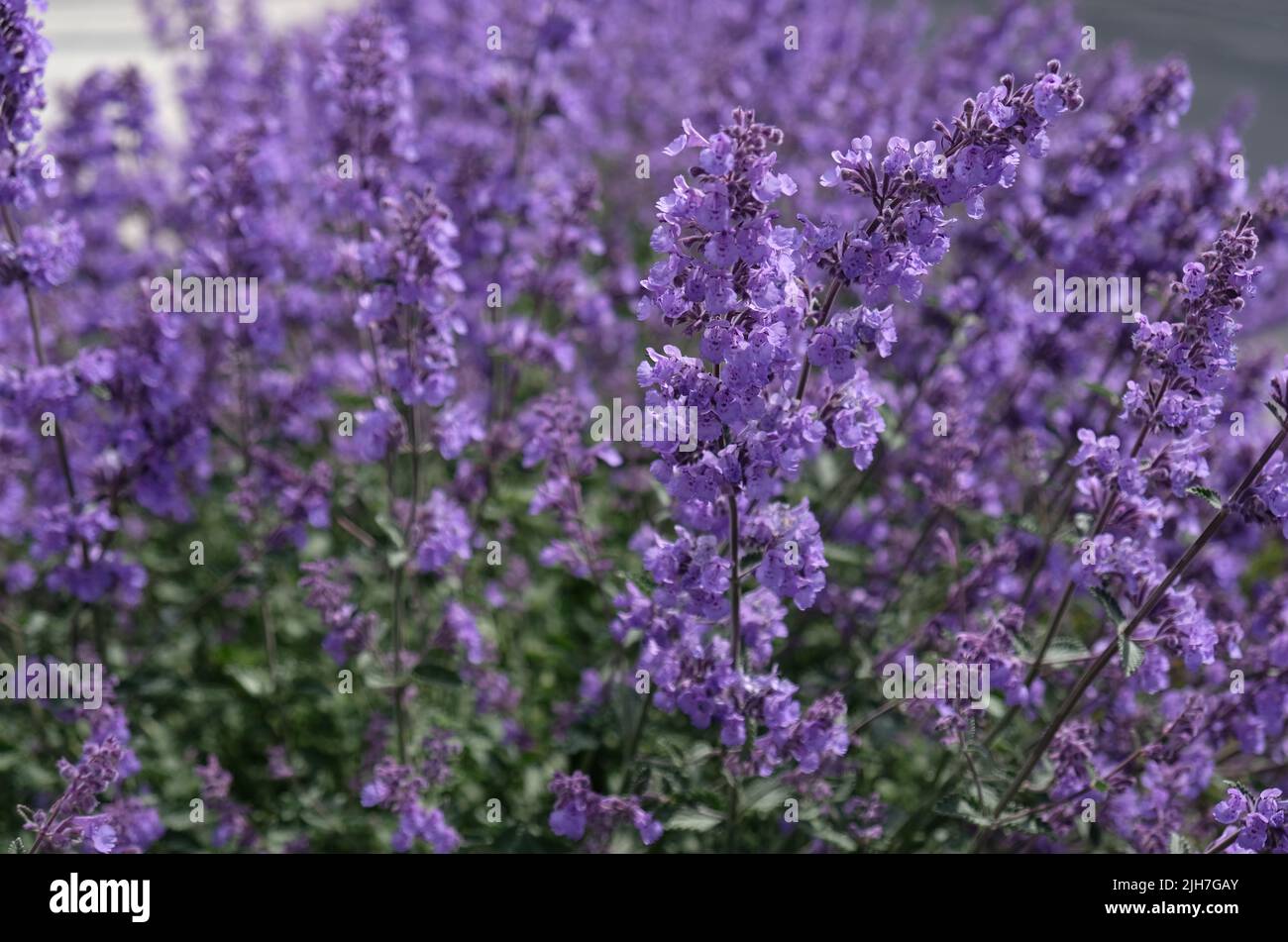 Gros plan de la sauge à fleurs violettes (Salvia nemorosa). Fleurs de la Salvia bleue (salvia farinacea) plantes ornementales dans le jardin. Banque D'Images