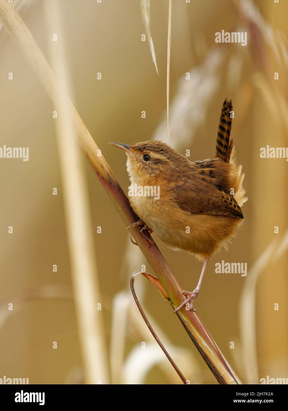 Mountain Wren - Troglodytes solstitialis oiseau dans Troglodytidae, trouvé dans les Andes du nord-ouest de l'Argentine, la Bolivie, la Colombie, l'Equateur, le Pérou et wes Banque D'Images