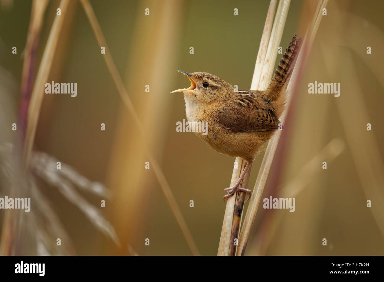 Mountain Wren - Troglodytes solstitialis oiseau dans Troglodytidae, trouvé dans les Andes du nord-ouest de l'Argentine, la Bolivie, la Colombie, l'Equateur, le Pérou et wes Banque D'Images