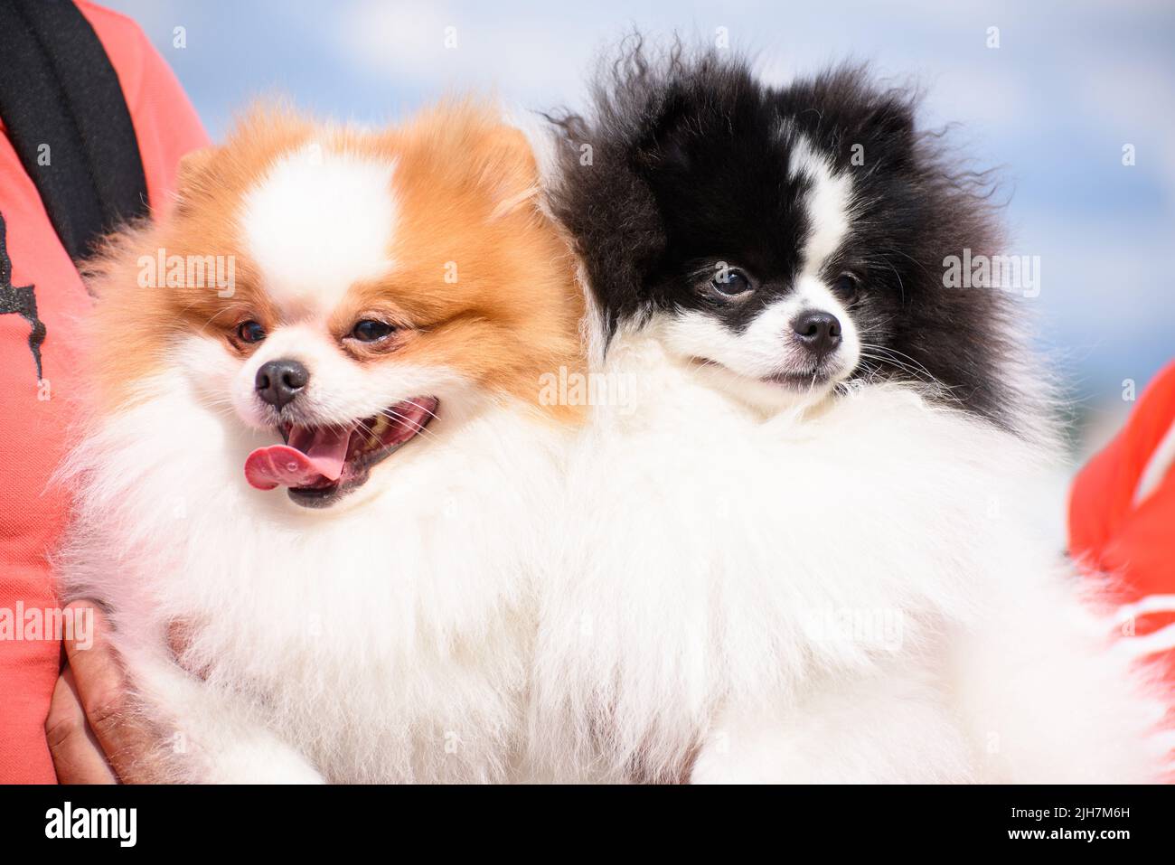 Le propriétaire tient un spitz blanc-rouge et noir-et-blanc de Pomeranian dans ses bras. Portrait. Gros plan. Banque D'Images