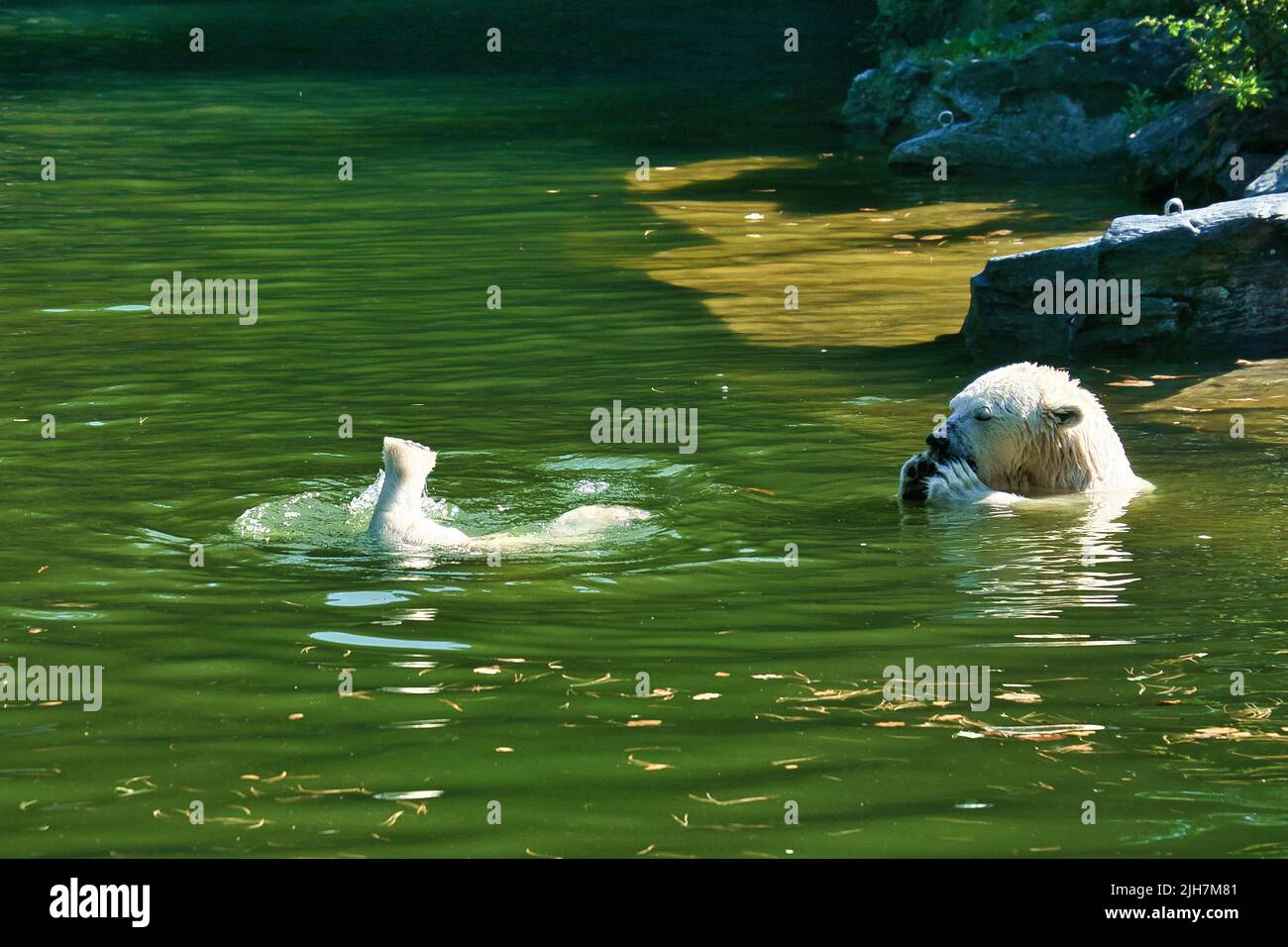 Mère d'ours polaire jouant avec l'ours polaire cub dans l'eau. Fourrure blanche du grand prédateur. Photo d'animal de mammifère Banque D'Images