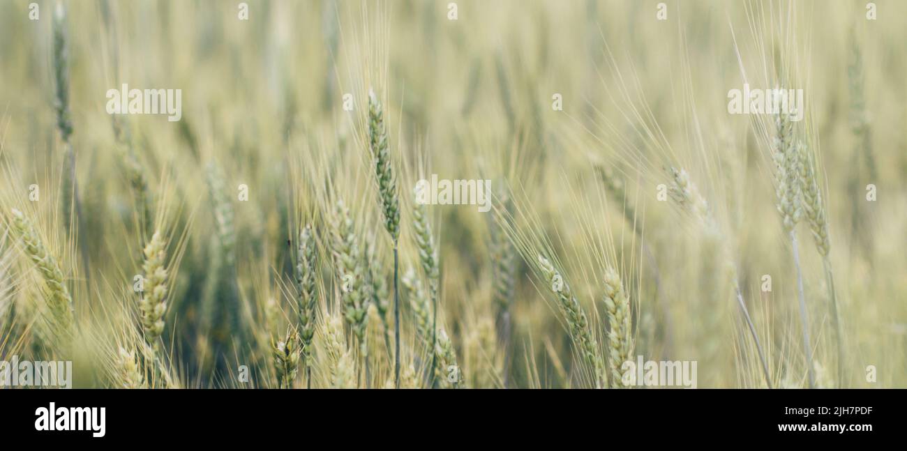 Champ de grain mûr et lumineux. Blé jaune contre le ciel bleu. Bannière de la période de récolte. Gros plan de l'oreille de blé, seigle, orge, mil. Agriculture Banque D'Images