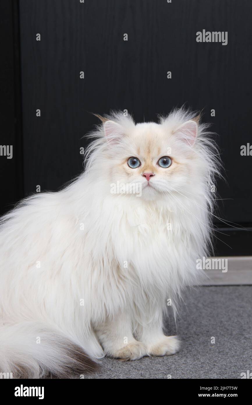 Chaton en poils longs britannique de couleur argent sur fond noir. Joli chaton moelleux aux yeux bleus. Animaux domestiques dans une maison confortable. Bannière Web de la vue de dessus en bas. Drôle Banque D'Images