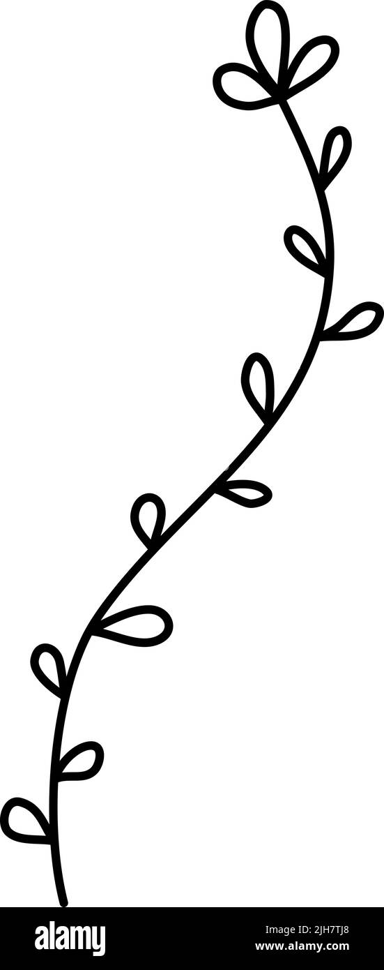Illustration botanique vectorielle simple de fleurs dessinées à la main. Dessin au trait, élément de conception minimaliste. Gribouillages végétaux élégants et délicats pour le marquage, le graphisme Illustration de Vecteur