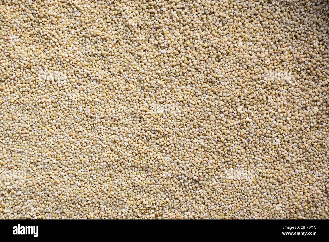 Grain de céréales de millet brun entier et séché brut Banque D'Images