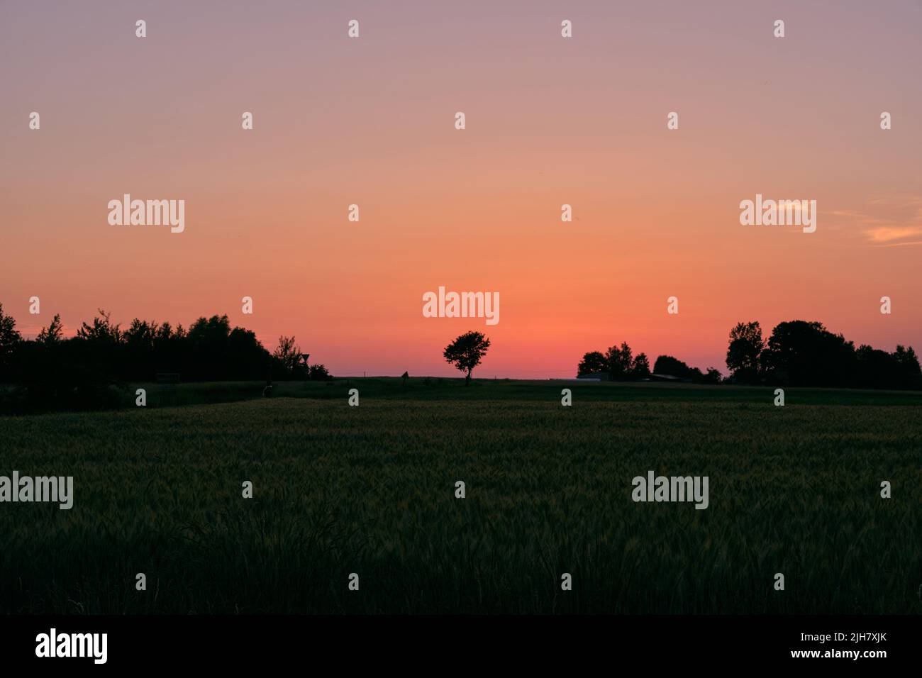 La fin du printemps le coucher du soleil avec en premier plan, champ de seigle Podlasie Région, Pologne, Europe Banque D'Images