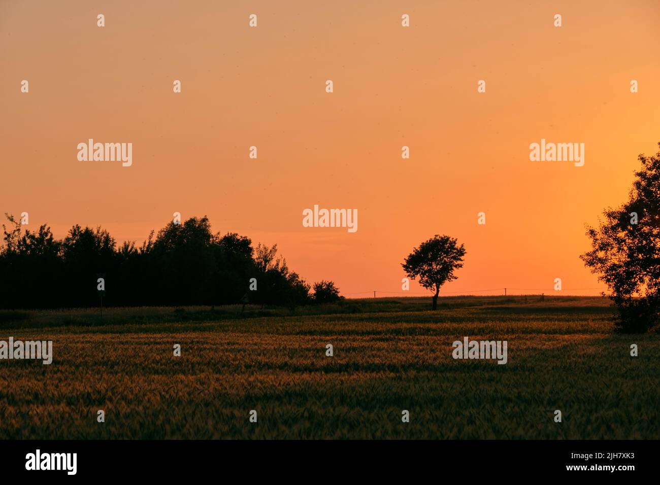 La fin du printemps le coucher du soleil avec en premier plan, champ de seigle Podlasie Région, Pologne, Europe Banque D'Images