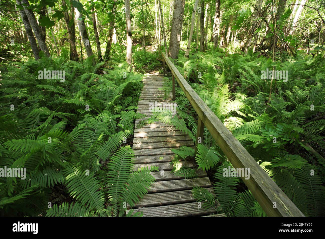 Une promenade en bois sur un sentier de randonnée à travers la forêt estonienne luxuriante Banque D'Images