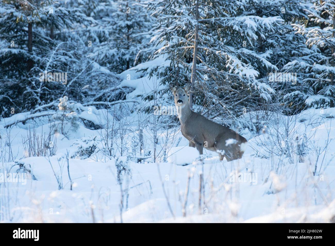 Un cerf de Virginie dans un environnement viticole en Estonie, en Europe du Nord Banque D'Images