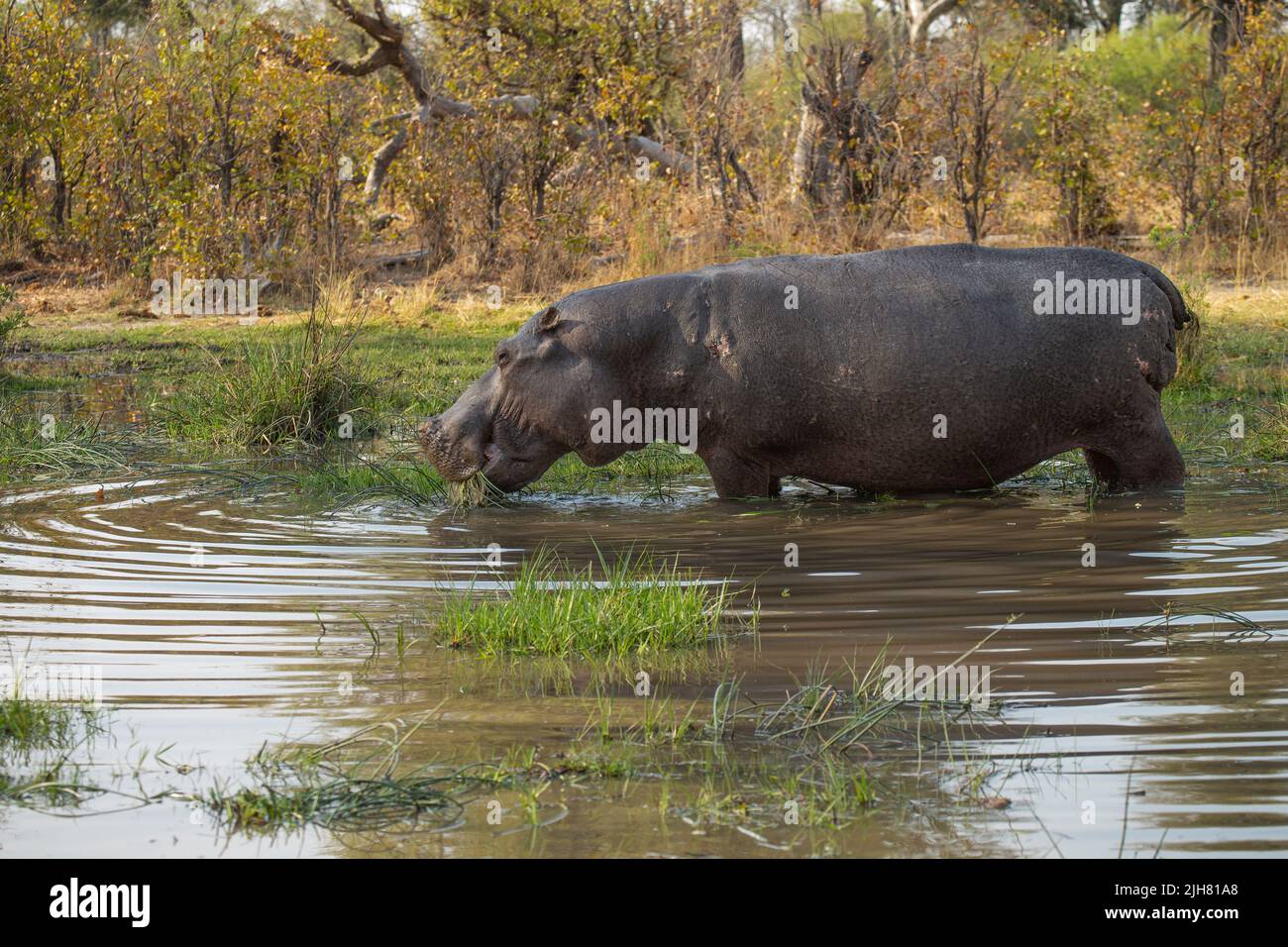 Hippopotame (Hippopotamus amphibius) naviguant dans un trou d'eau Banque D'Images