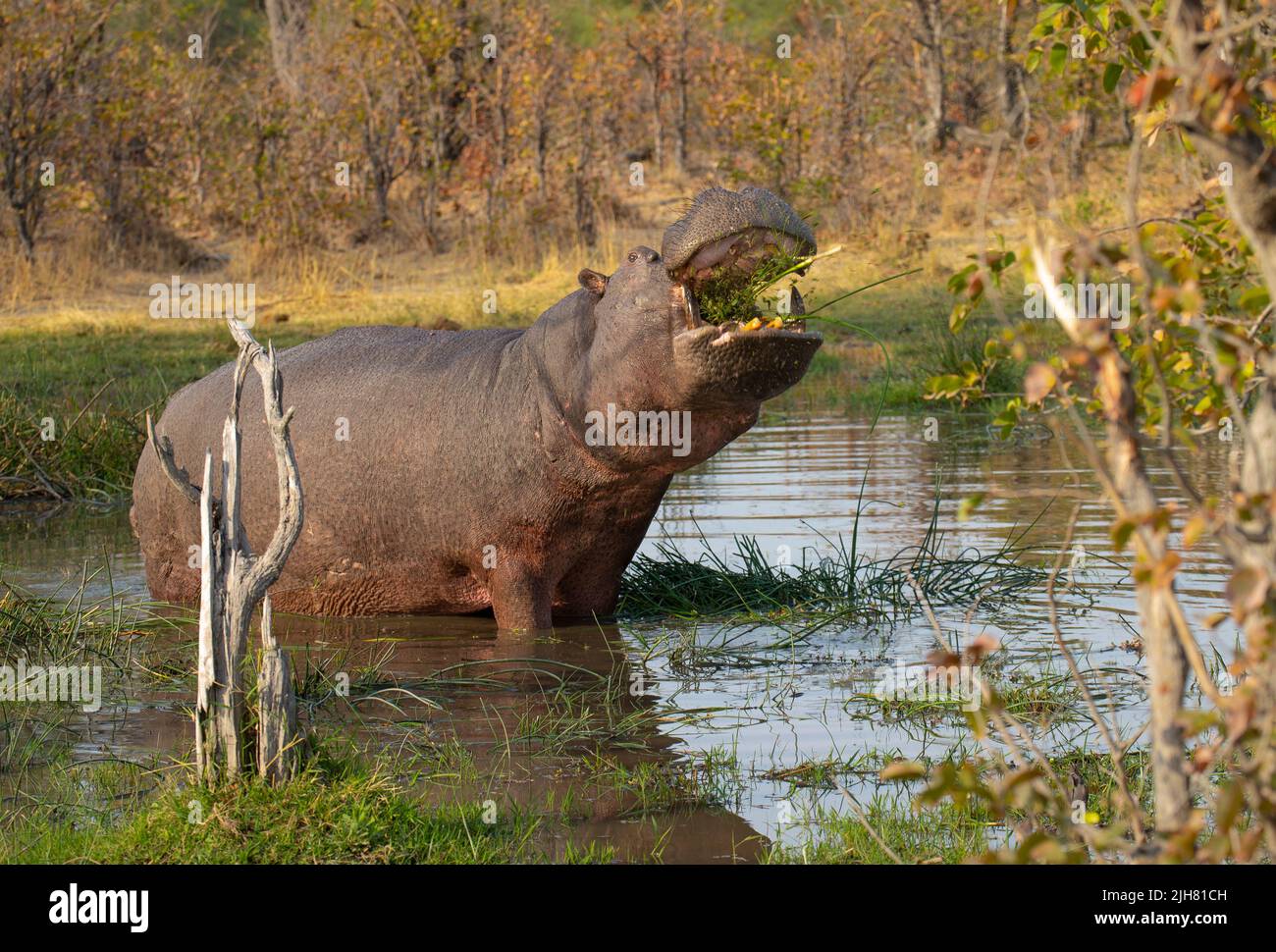 Hippopotame (Hippopotamus amphibius) herbacé dans un trou d'eau Banque D'Images