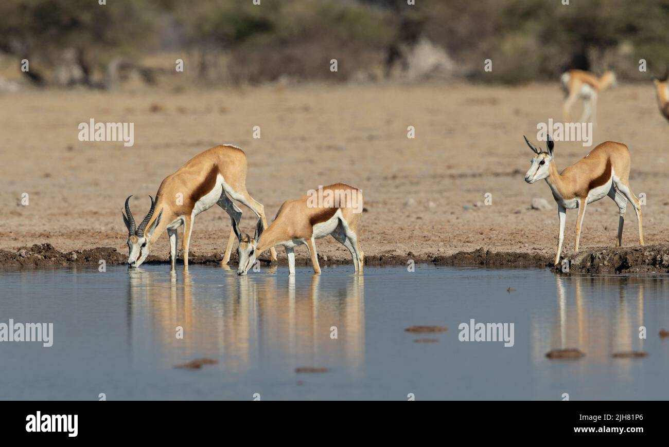 Springbok (Antidorcas marsupialis) boire dans un trou d'eau Banque D'Images
