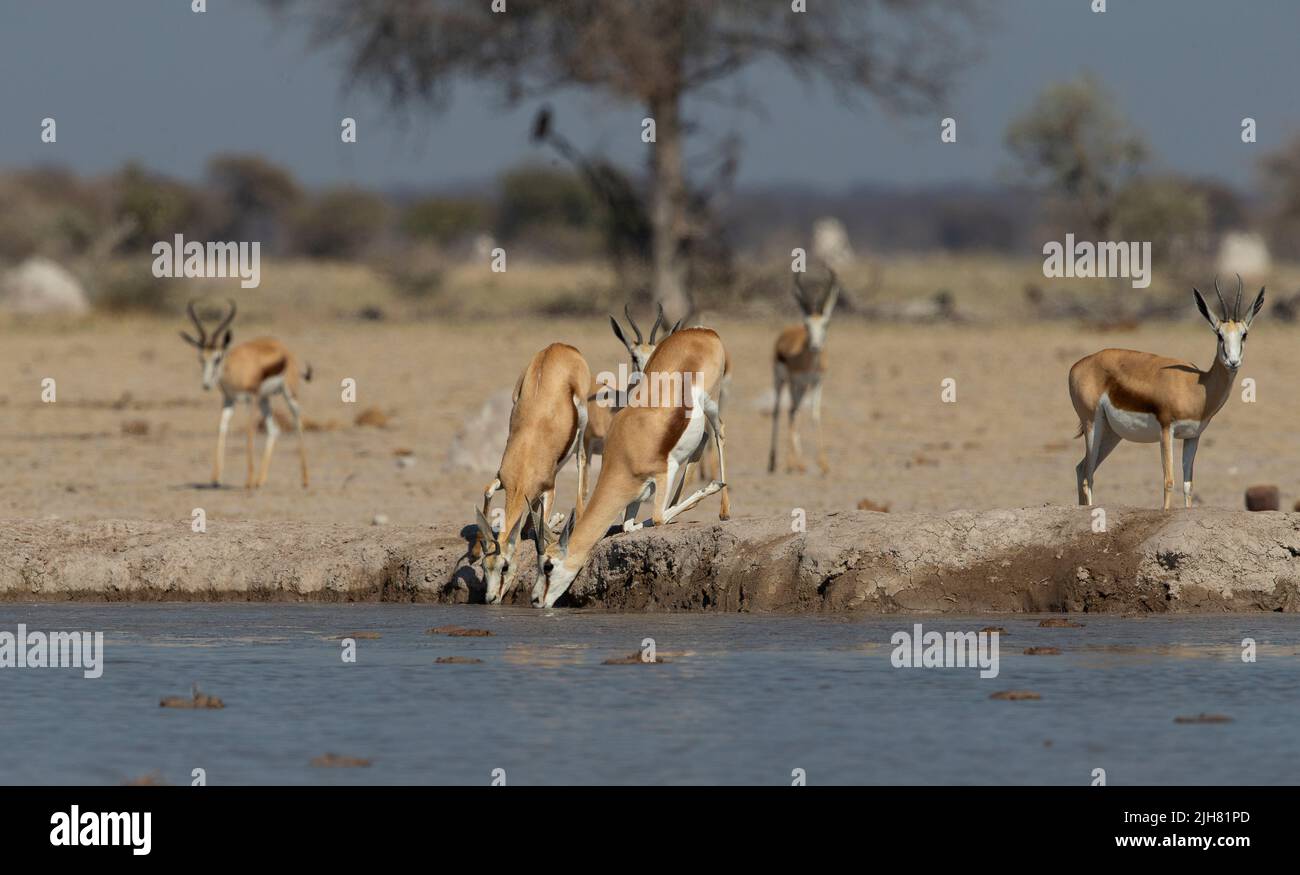 Springbok (Antidorcas marsupialis) boire dans un trou d'eau Banque D'Images
