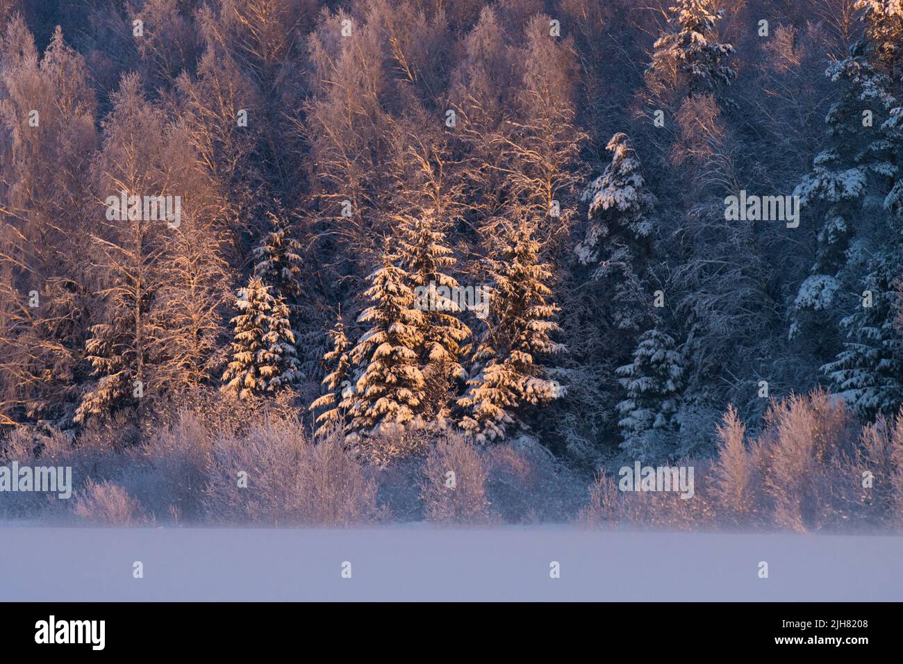 Une forêt boréale mixte pendant un coucher de soleil froid et coloré en Estonie, en Europe du Nord Banque D'Images