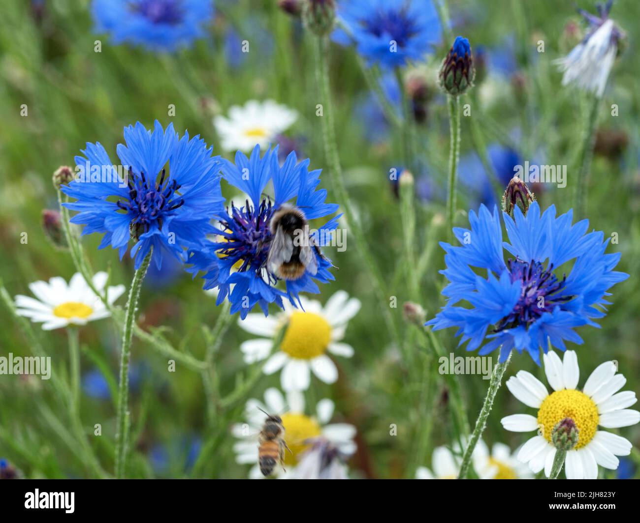 Cornflowers et pâquerettes dans un pré à fleurs mixtes Banque D'Images