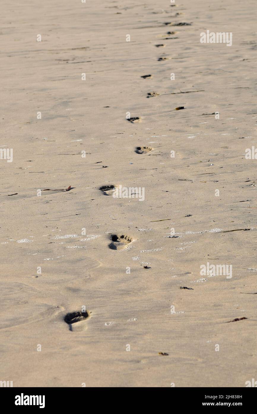 Empreintes de pieds frais dans le sable humide au coucher du soleil sur la plage de Perranporth Banque D'Images