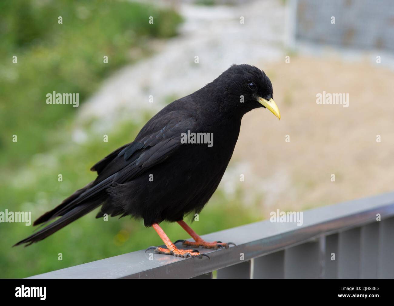 Alpine Chough, Yellow-Bet Chough, Pyrrhocorax gruculus, Jenner Mountain, Bavière, Alpes allemandes, Allemagne Banque D'Images