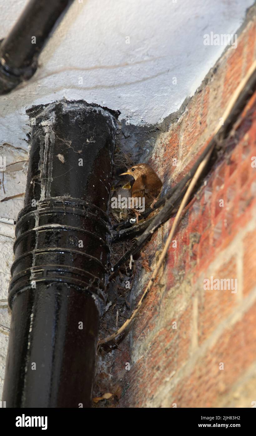 Wren eurasien, nid construit derrière un tuyau d'eau sur le bâtiment, Troglodytes troglodytes, Londres, Royaume-Uni, Iles britanniques Banque D'Images