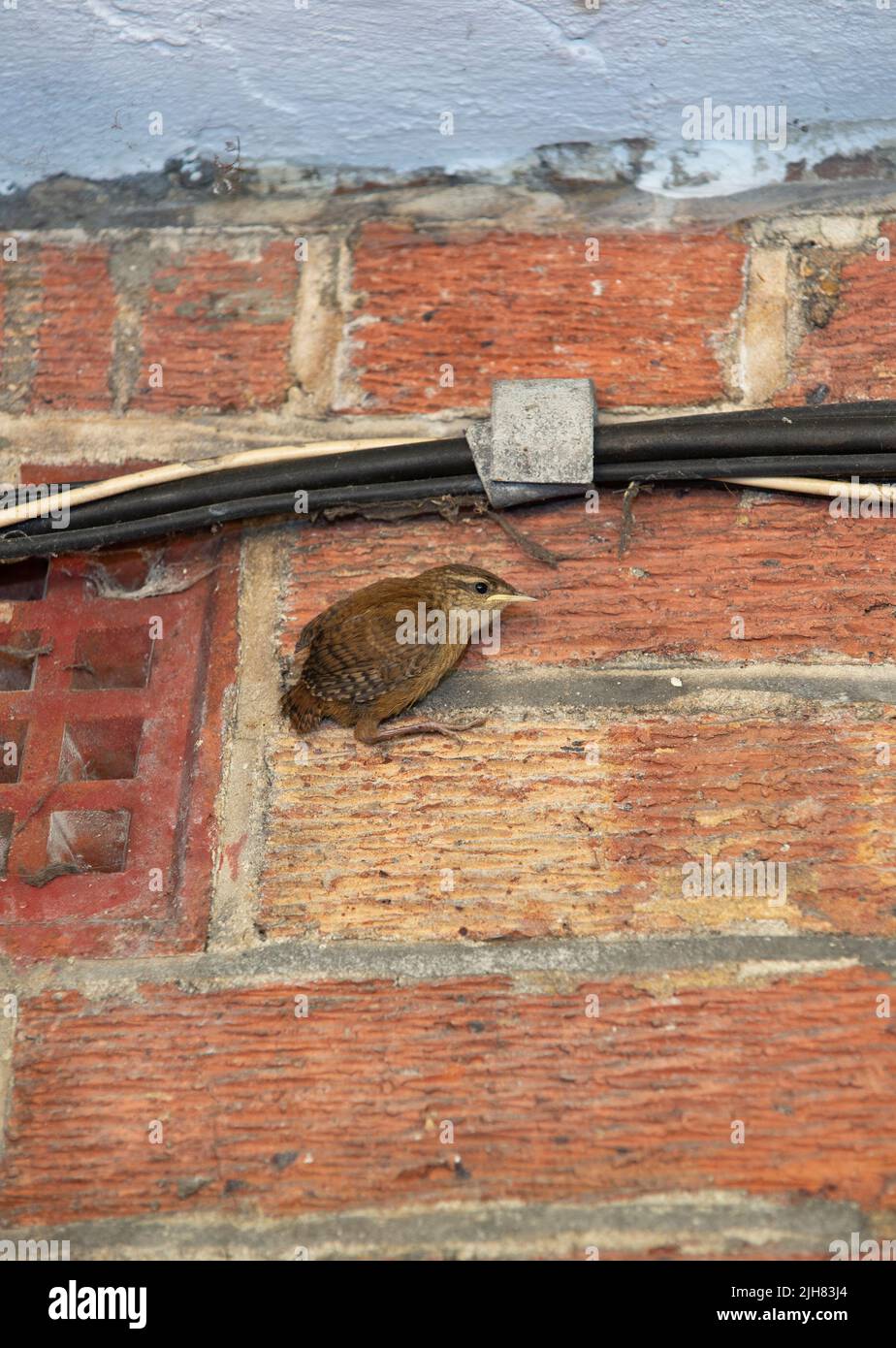 Eeurasien Wren, un jeune oiseau juste à part nid construit derrière pipe sur le bâtiment, Troglodytes troglodytes, Londres, Royaume-Uni, les îles britanniques Banque D'Images