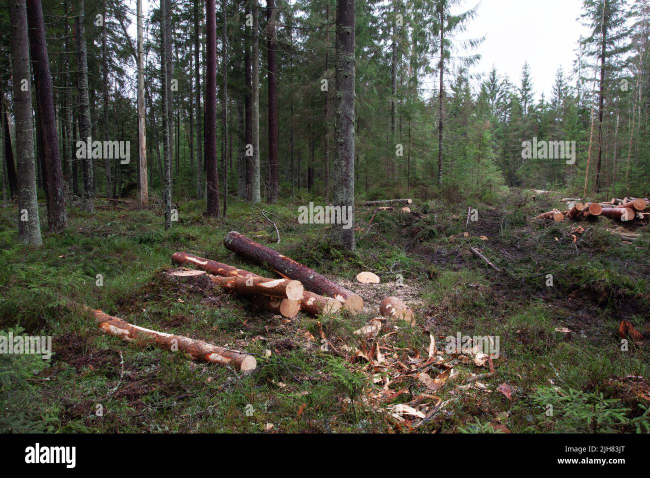 Bois de pin et d'épinette fraîchement coupés sur un plancher forestier dans la forêt boréale estonienne, en Europe du Nord Banque D'Images