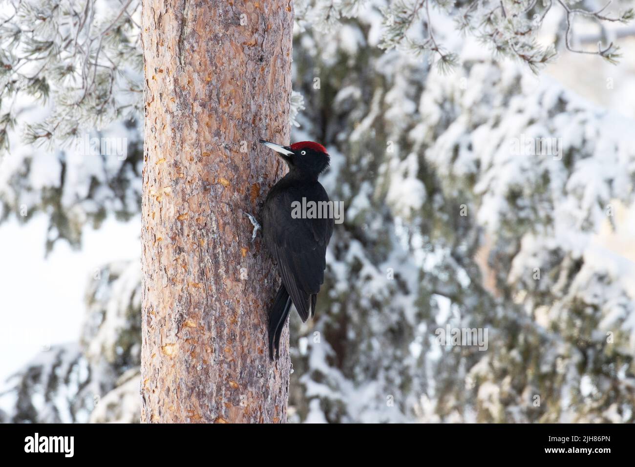 Pic noir, Dryocopus martius sur un tronc de pin dans le nord de la Finlande. Banque D'Images