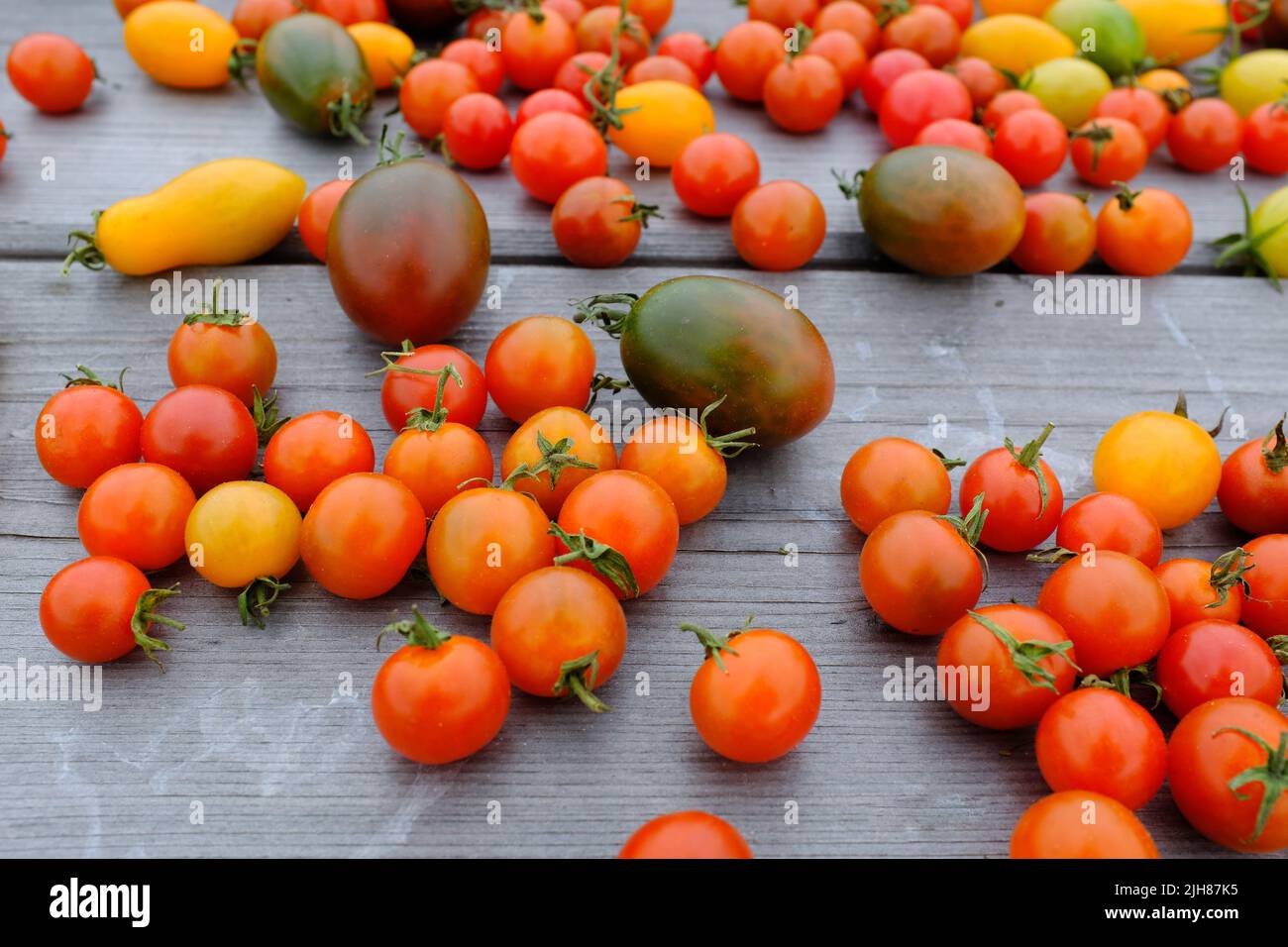 Les tomates mûres sont éparpillées sur le fond en bois, vue de dessus. Tomates fraîches pour publication, affiche, économiseur d'écran, papier peint, carte postale, bannière Banque D'Images