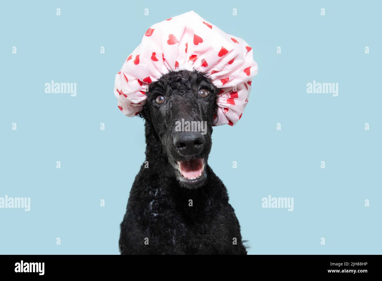 Chien drôle de chien de caniche de fantaisie portant la douche de chapeau avec les coeurs. Isolé sur fond bleu pastel Banque D'Images