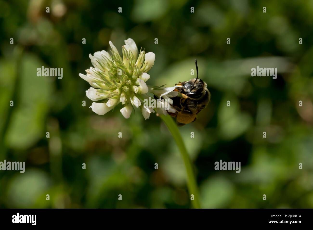 Macrophotographie d'abeille et de fleur de trèfle blanche par jour d'été Banque D'Images