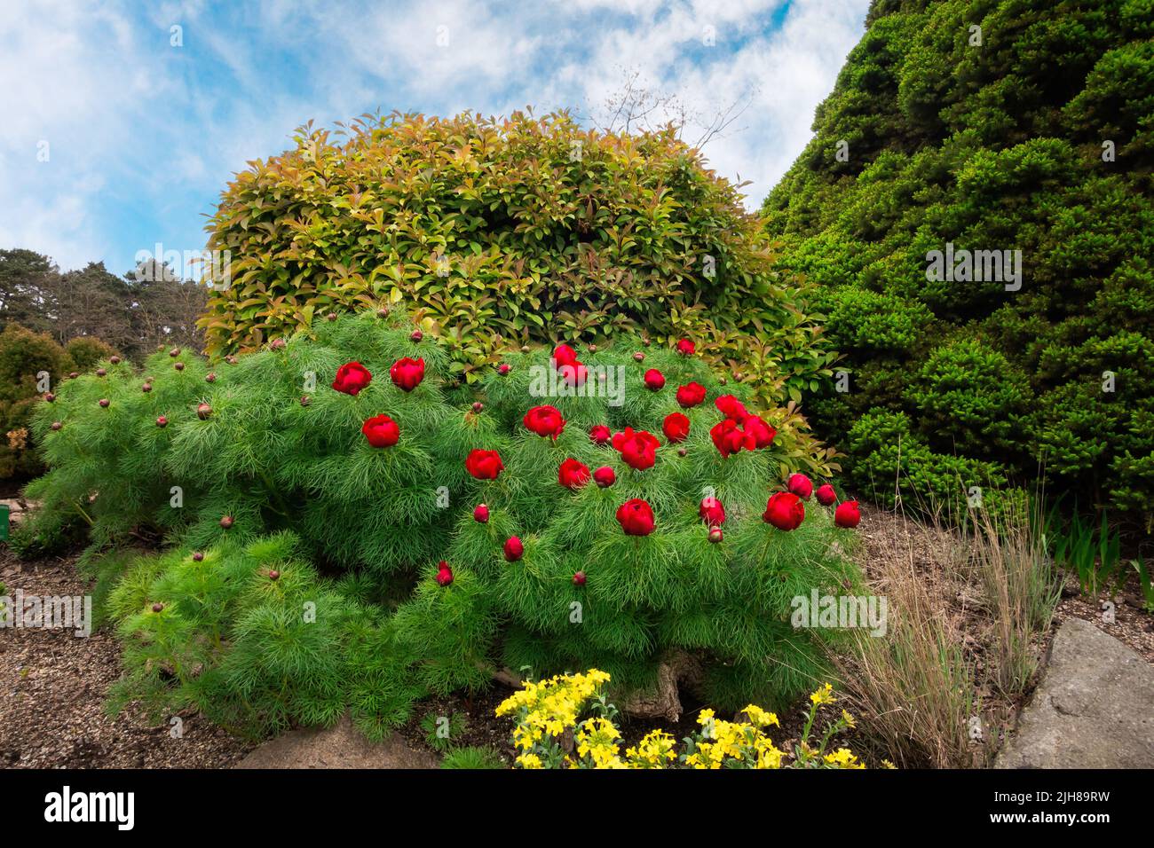 Paeonia tenuifolia , pivoine appelée pivoine de steppe ou pivoine de fougères dans le jardin botanique de Copenhague. Banque D'Images