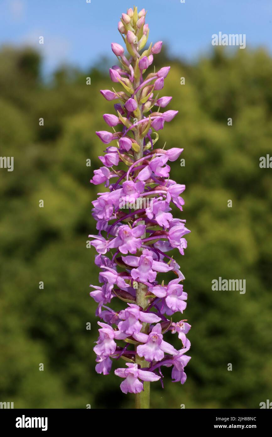 Orchid parfumé Gymnadenia conopsea à la réserve naturelle de Minera Quarry, nr Wrexham, pays de Galles Banque D'Images