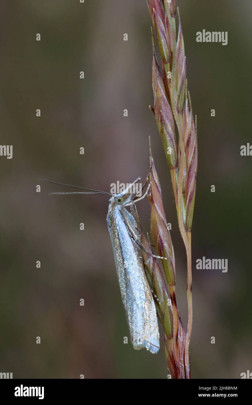 Crambus uliginosellus, placage de gazon de Marsh Banque D'Images