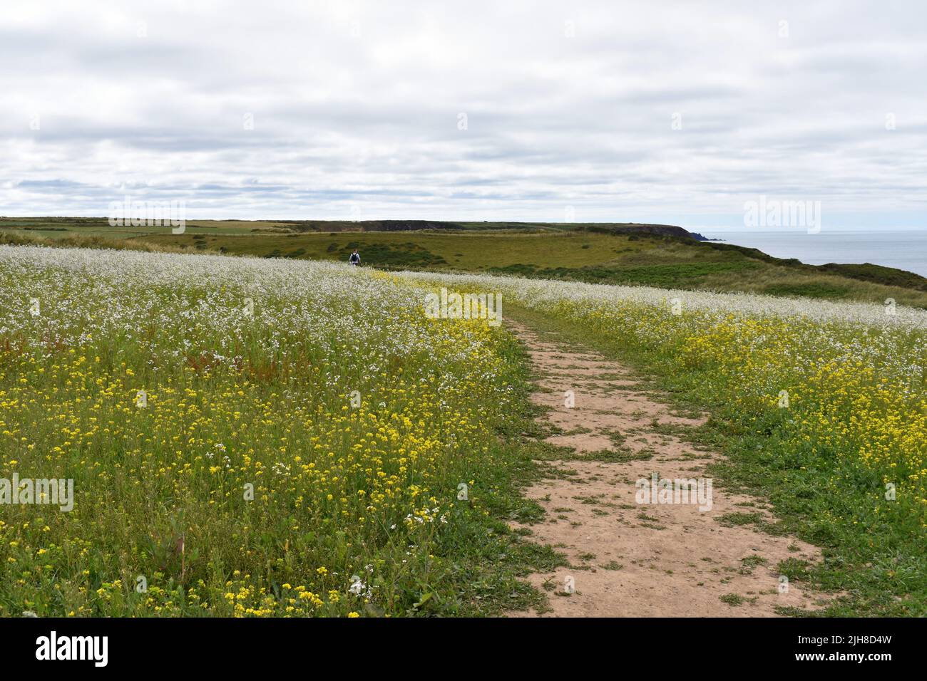 Chemin à travers le champ de fleurs sauvages jusqu'à Marloes Beach, Marloes, Pembrokeshire, pays de Galles Banque D'Images
