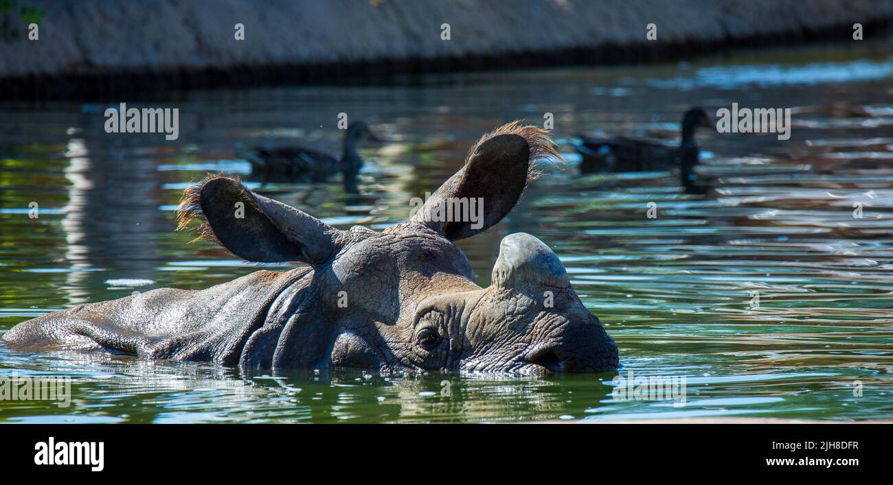 Un rhinocéros indien à moitié immergé dans l'eau avec des oiseaux nageant en arrière-plan Banque D'Images