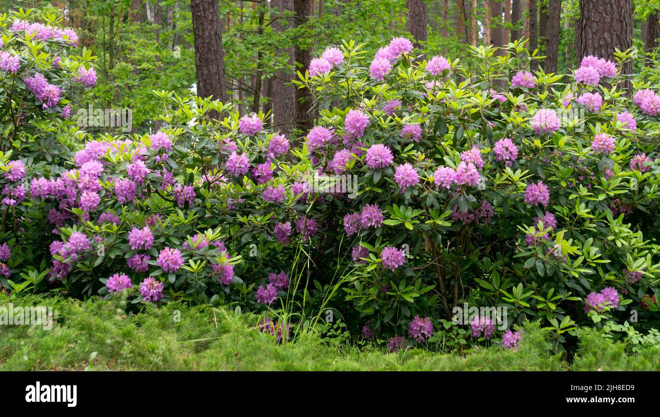 Des buissons de rhododendron avec des fleurs de lilas doux dans un parc de la ville Banque D'Images
