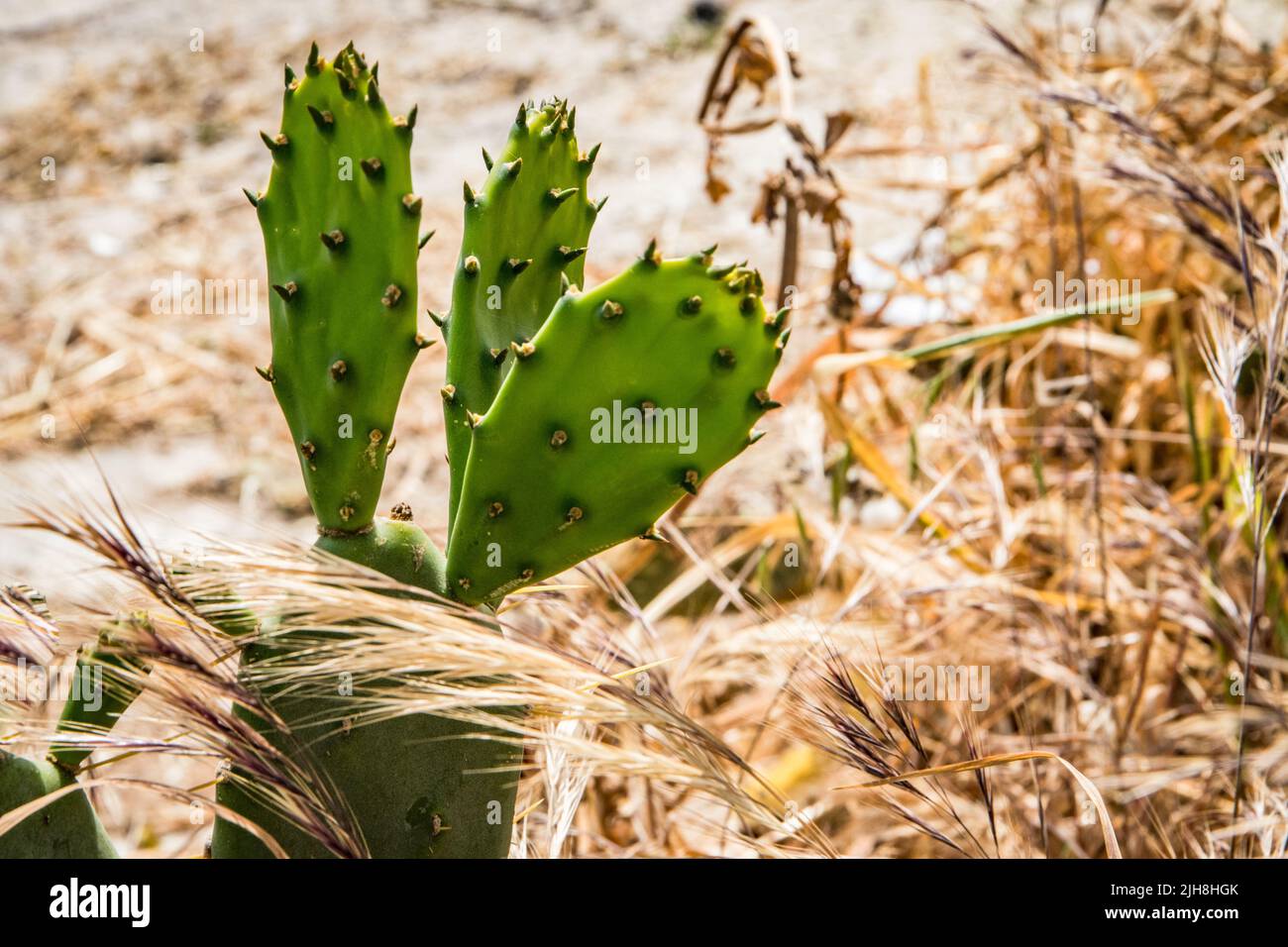 Un cactus poussant dans le champ de riz Banque D'Images