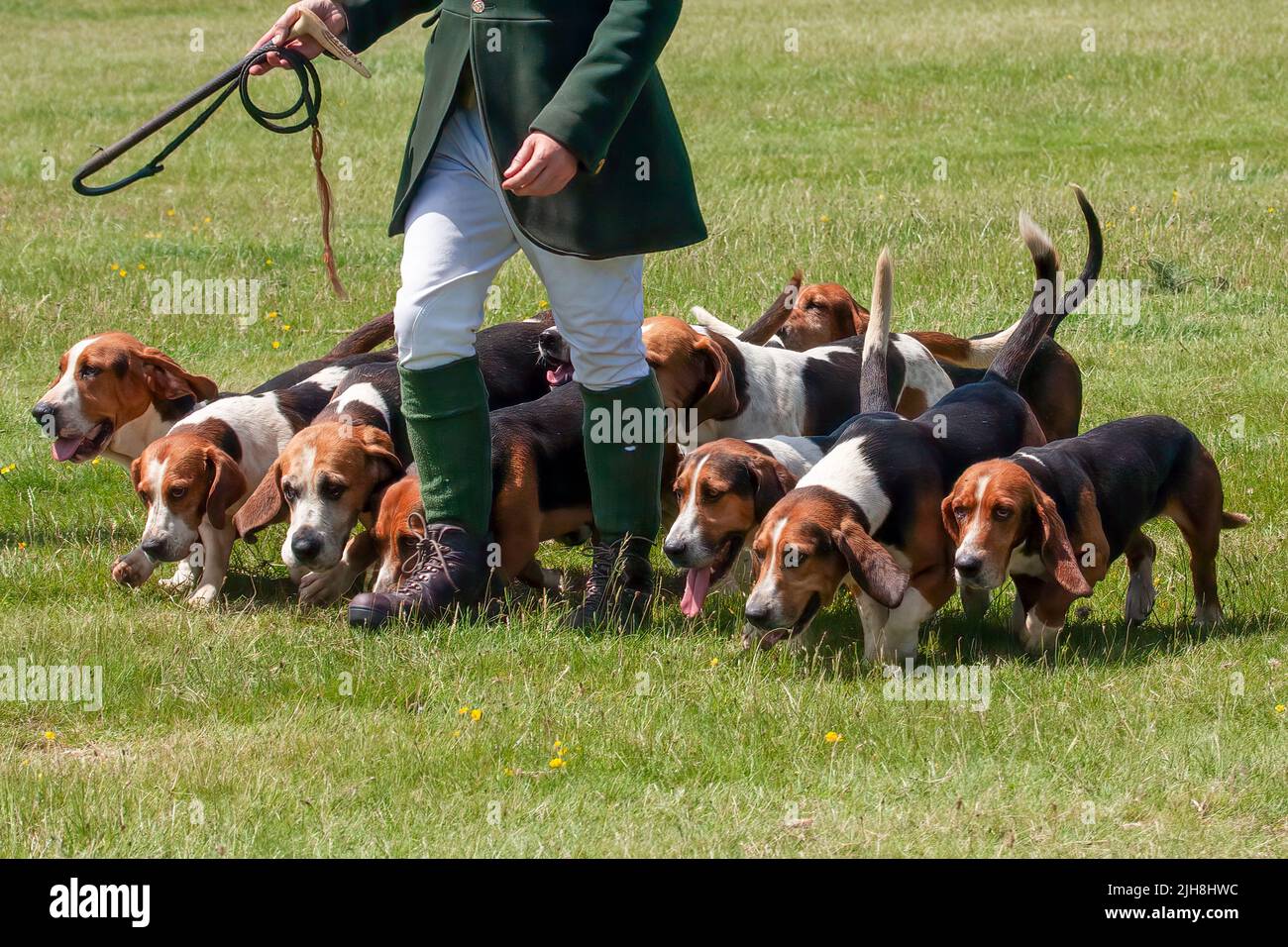 Un pack Bassett Hound pour la chasse. Exposition le jour d'été ensoleillé Banque D'Images