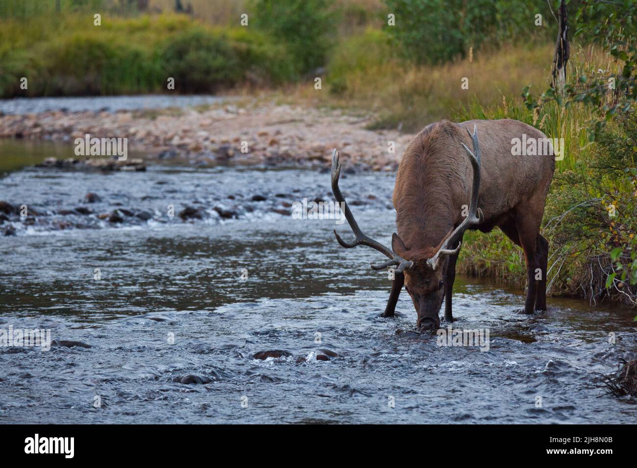 Un wapiti de l'eau potable du ruisseau au parc national de Rocky Mountain, Colorado Banque D'Images