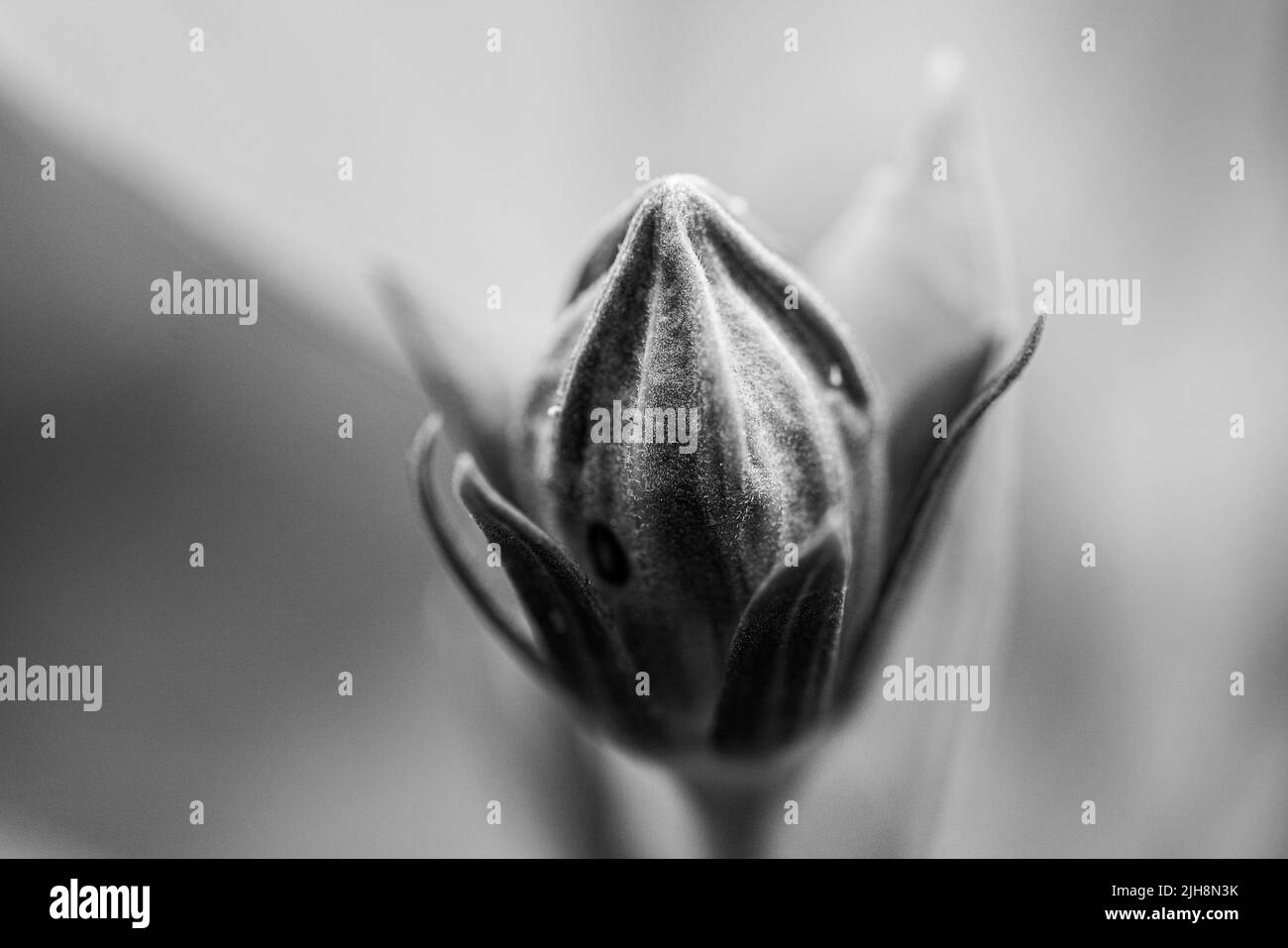 Gros plan en niveaux de gris d'un bouton de fleur Banque D'Images