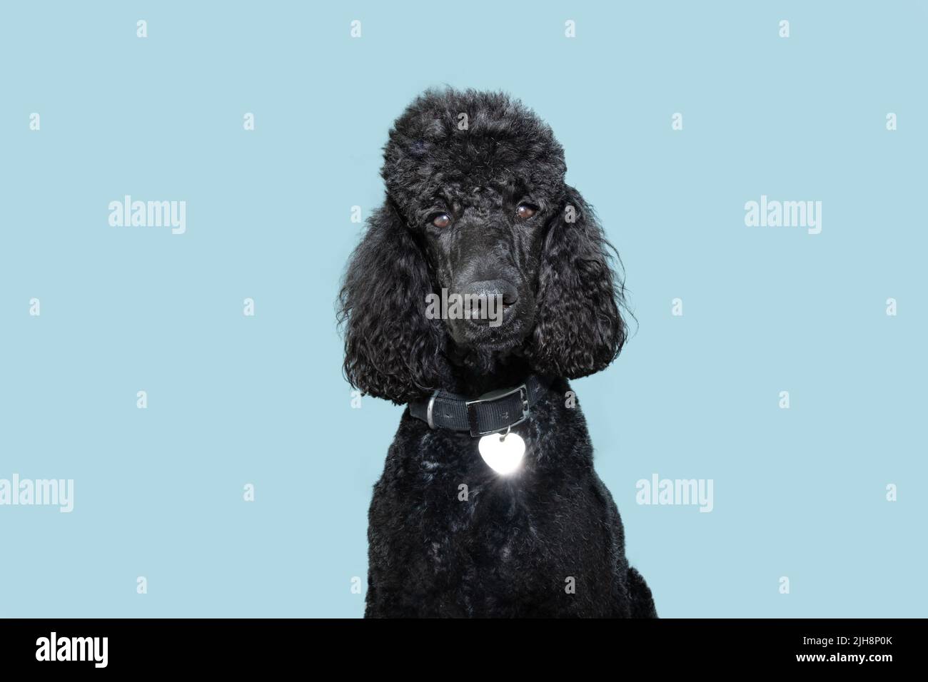 Chien de chiot en forme de coolé portant un collat et une étiquette d'identification. Isolé sur fond bleu Banque D'Images