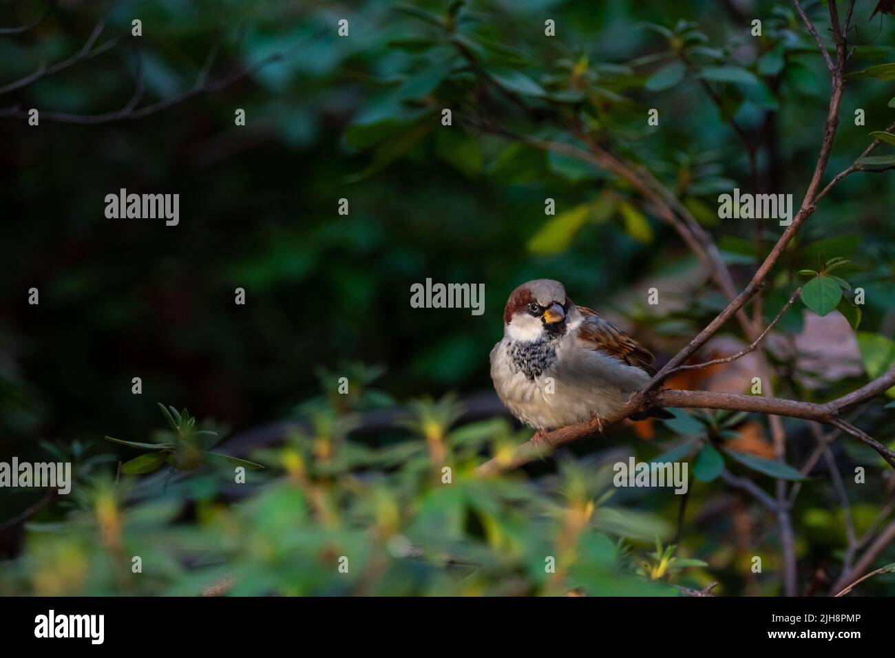 Un moineau brun perçant sur une branche d'un Bush dans un jardin Banque D'Images