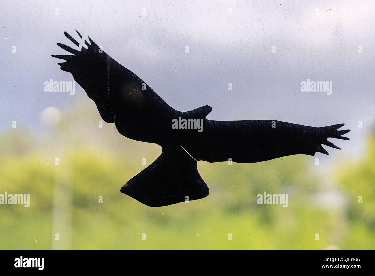 Un gros plan de l'autocollant d'oiseau noir avec des ailes ouvertes sur une vitre sale Banque D'Images