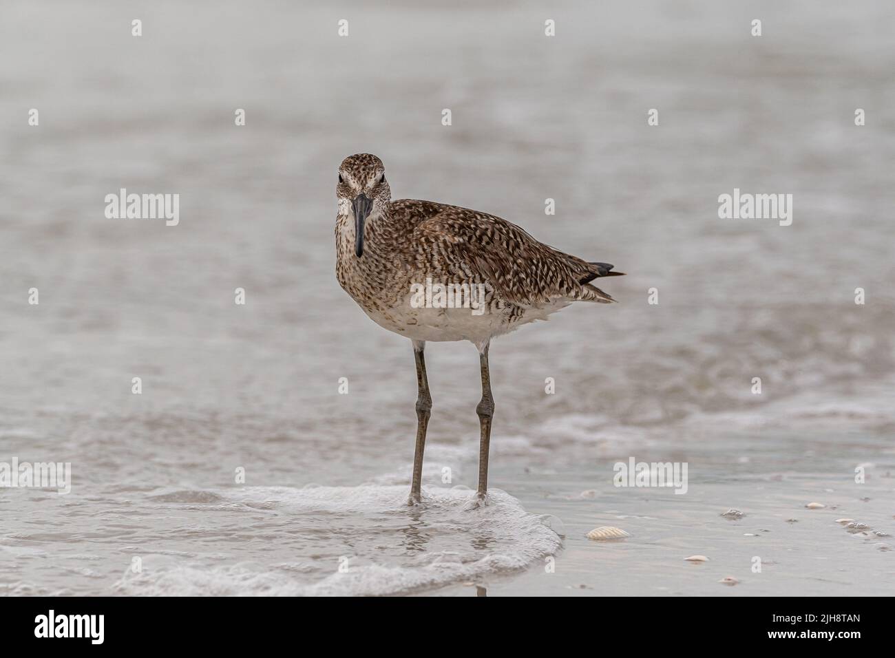 Un oiseau solitaire de pondeuses errant sur le bord de mer Banque D'Images