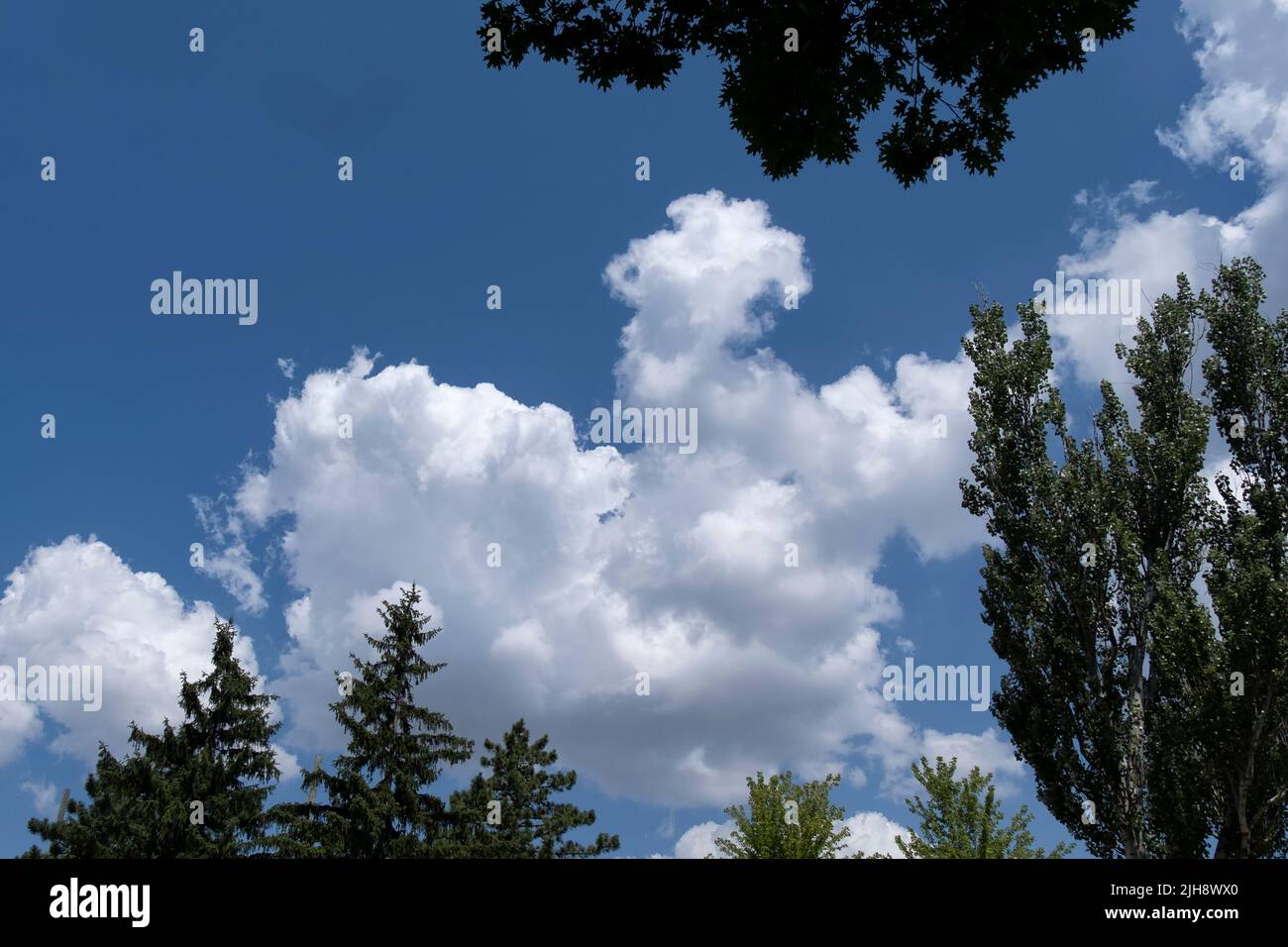 Les nuages Cumulus encadrés par des arbres dans le ciel bleu Banque D'Images