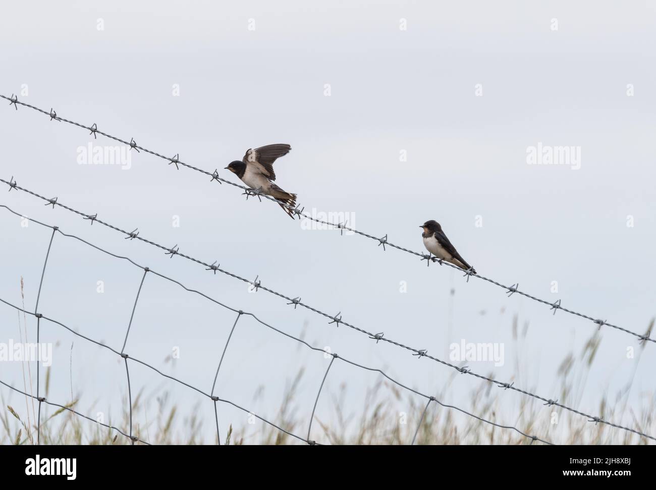 Barde (Hirundo rustica) perchée sur un fil Banque D'Images