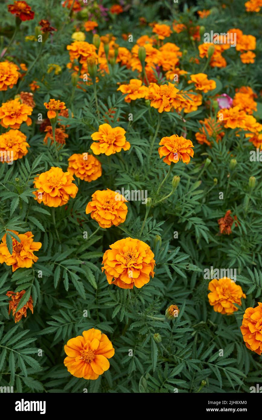 Tagetes fleurs colorées Banque D'Images